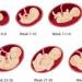 Calculate embryonic gestational age