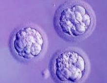 Имплантация эмбриона: основные симптомы и ощущения после прикрепления плодного яйца Выделения до анализа на ХГЧ: месячные или имплантационное кровотечение